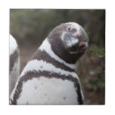 Search for magellan Argentina