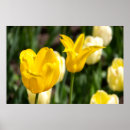 Search for yellow tulip posters Photography