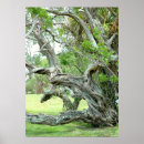 Search for oak tree posters Florida