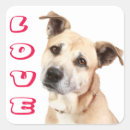 Search for amstaff stickers Dog
