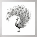 Search for peacock posters Black and white