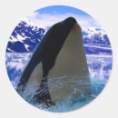 Search for orca stickers Animals