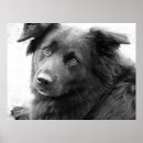 Search for mutt posters Mixed breeds