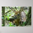 Search for whitetail deer posters Wildlife