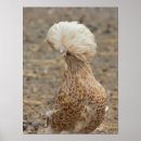 Search for chicken posters Rural
