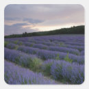 Search for lavender fields stickers Europe