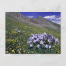 Search for meadows postcards United states