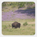 Search for american bison stickers Wildlife