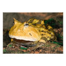 Search for toad photo posters Animal