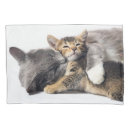 Search for kitten pillowcases Young animal