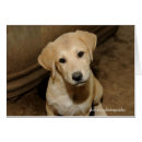 Search for anatolian shepherd Puppy