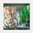 Search for tiger magnets Felines