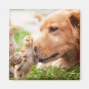 Search for chick square magnets Country