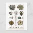 Search for fossil postcards Vintage
