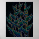 Search for heliconia posters Lobster claw