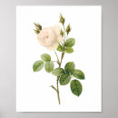Search for alba posters Flower