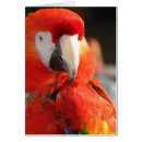 Search for pet macaw cards Scarlet