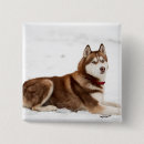 Search for siberian husky badges Dog