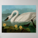 Search for audubon birds posters Swan