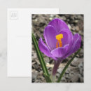 Search for crocus postcards Floral