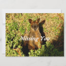 Search for marsupial cards Kangaroo