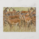 Search for impala postcards Aepyceros melampus