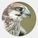 Search for bird of prey stickers Falcon