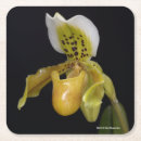 Search for hybrid coasters Orchids