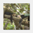 Search for costa rica magnets Wildlife