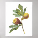 Search for redouté posters Redoute