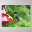 Search for ruby throated posters Photography