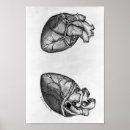 Search for cardiology art Anatomy