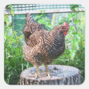 Search for homestead stickers Chicken