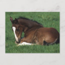 Search for warmblood Lying down