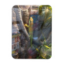 Search for gecko magnets Lizard