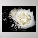 Search for rose macro art White