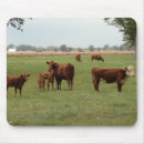 Search for calf mousepads Steer