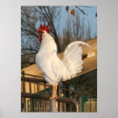 Search for bantam posters Nature