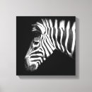 Search for black and white stripes canvas prints Zebra