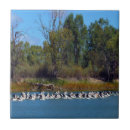 Search for pelican tiles Wildlife