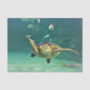 Search for fish pictures gift wrap Sea