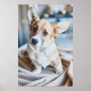 Search for tilt posters Dog
