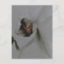 Search for artistic flower postcards Feminine