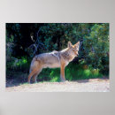 Search for coyote posters Canis latrans