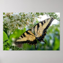 Search for butterfly wing Yellow