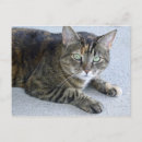 Search for tabbies postcards Photograph