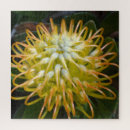 Search for exotic puzzles Protea