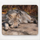 Search for winter wolf electronics Nature
