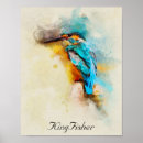 Search for kingfisher posters Colourful