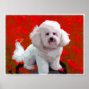 Search for bichon frise art Animals